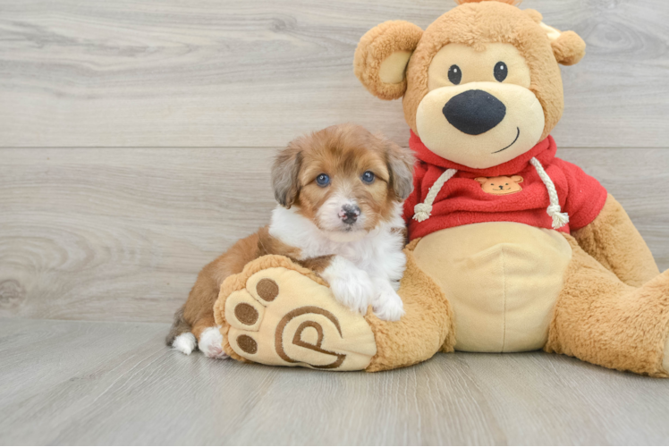 Smart Mini Aussiedoodle Poodle Mix Pup