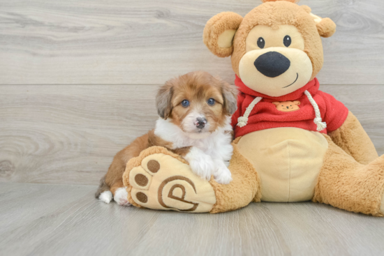 Smart Mini Aussiedoodle Poodle Mix Pup