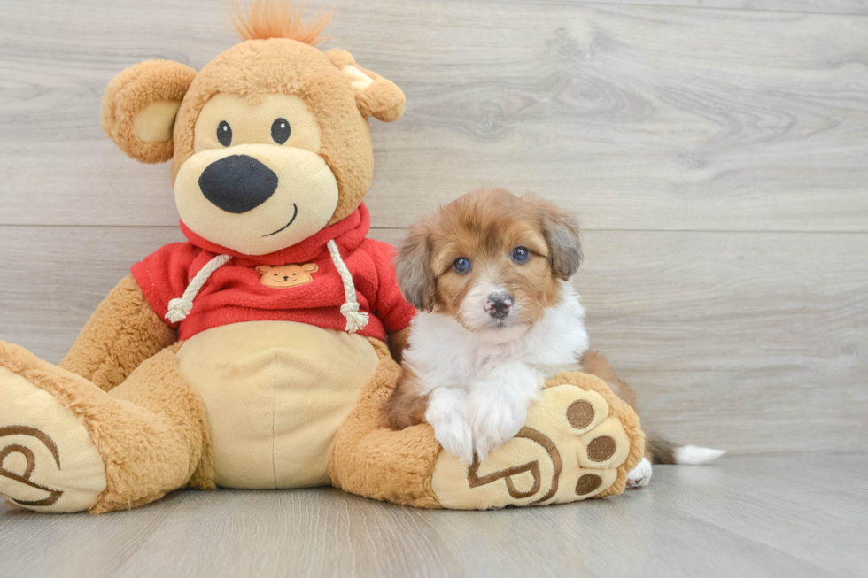 Mini Aussiedoodle Pup Being Cute