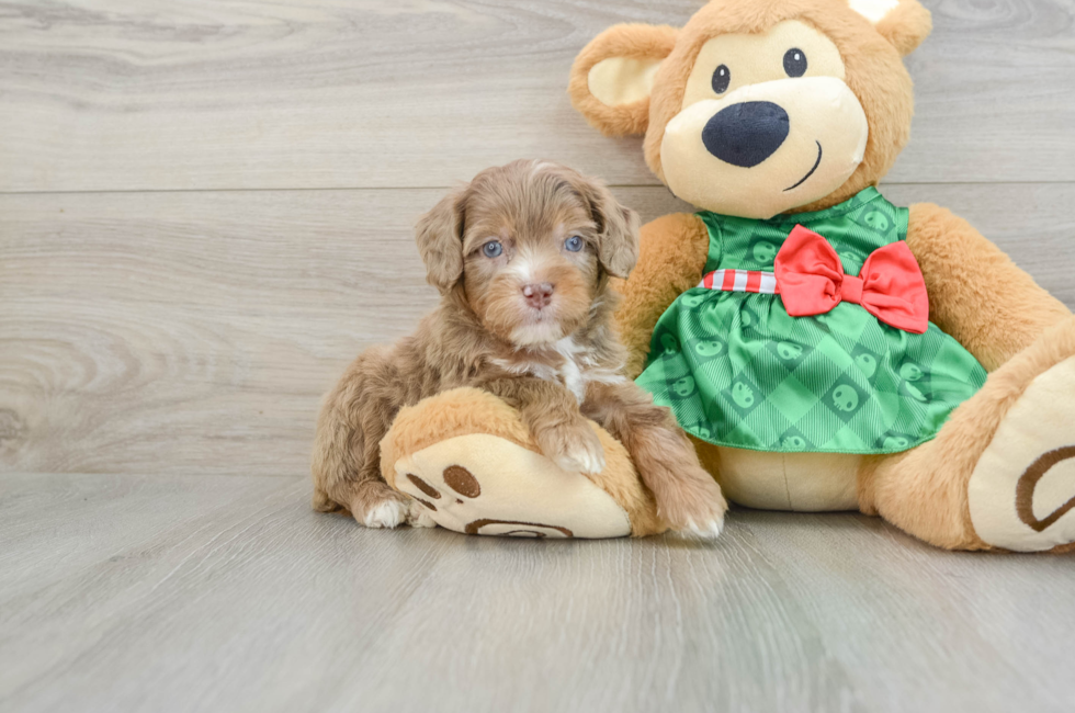 5 week old Mini Aussiedoodle Puppy For Sale - Premier Pups