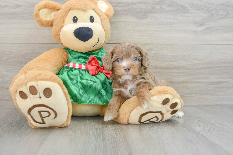 Smart Mini Aussiedoodle Poodle Mix Pup