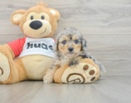 8 week old Mini Aussiedoodle Puppy For Sale - Premier Pups