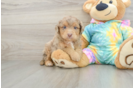 Small Mini Aussiedoodle Baby
