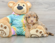 7 week old Mini Aussiedoodle Puppy For Sale - Premier Pups