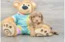 Mini Aussiedoodle Pup Being Cute