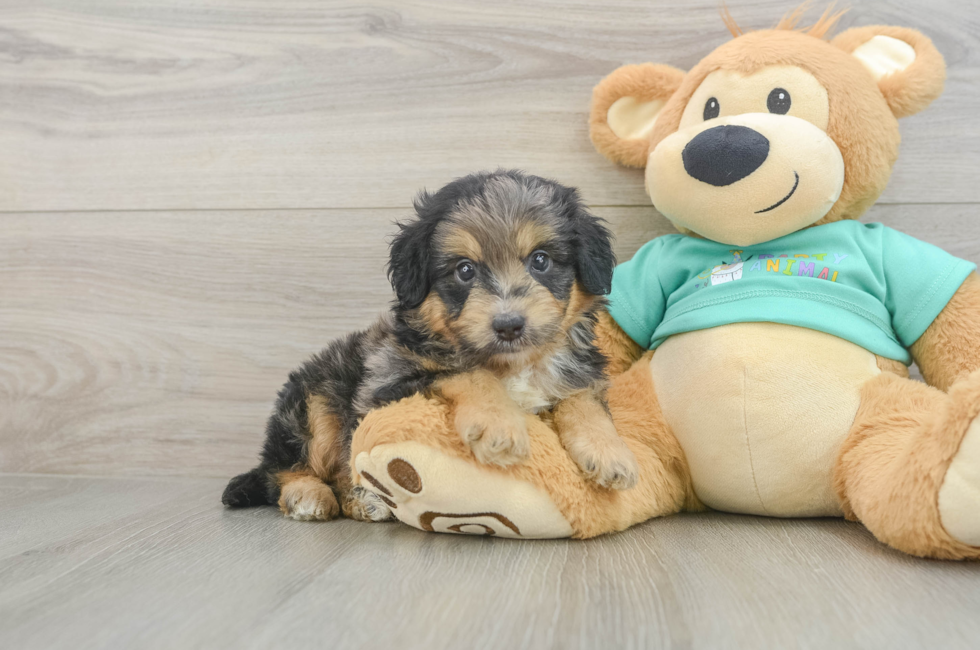 5 week old Mini Aussiedoodle Puppy For Sale - Premier Pups