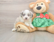 7 week old Mini Aussiedoodle Puppy For Sale - Premier Pups