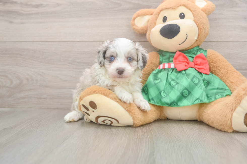 5 week old Mini Aussiedoodle Puppy For Sale - Premier Pups