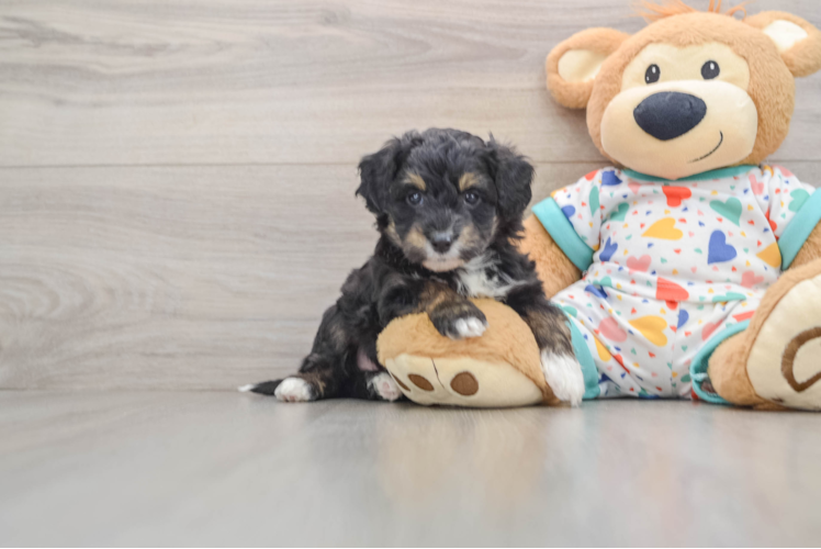 Mini Aussiedoodle Puppy for Adoption