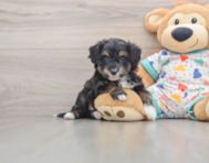 8 week old Mini Aussiedoodle Puppy For Sale - Premier Pups