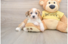Energetic Aussiepoo Poodle Mix Puppy