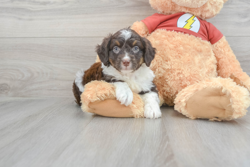 Mini Aussiedoodle Puppy for Adoption