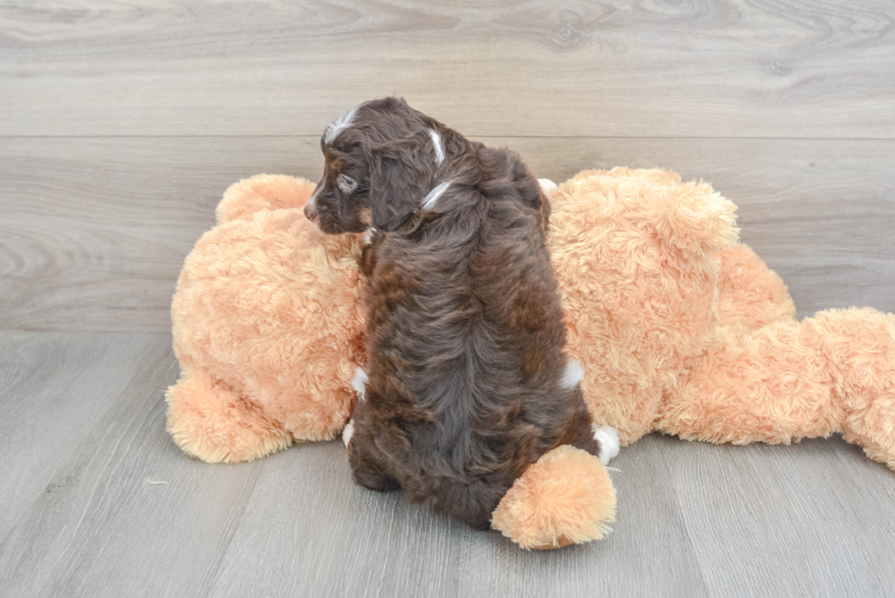 Funny Mini Aussiedoodle Poodle Mix Pup