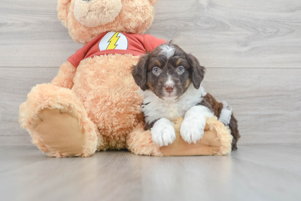 Mini Aussiedoodle Puppy for Adoption