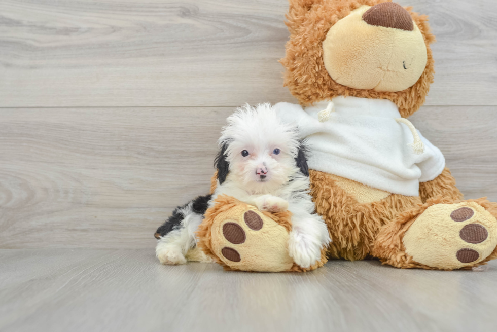 Small Mini Aussiedoodle Baby