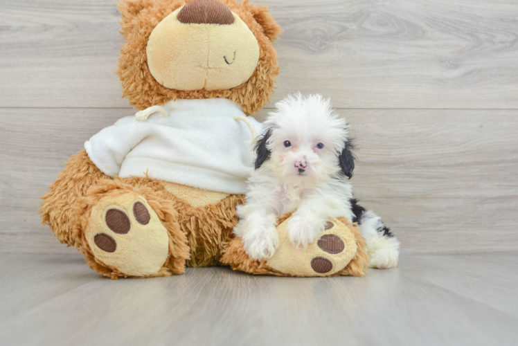 Smart Mini Aussiedoodle Poodle Mix Pup