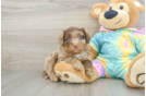 Popular Mini Aussiedoodle Poodle Mix Pup