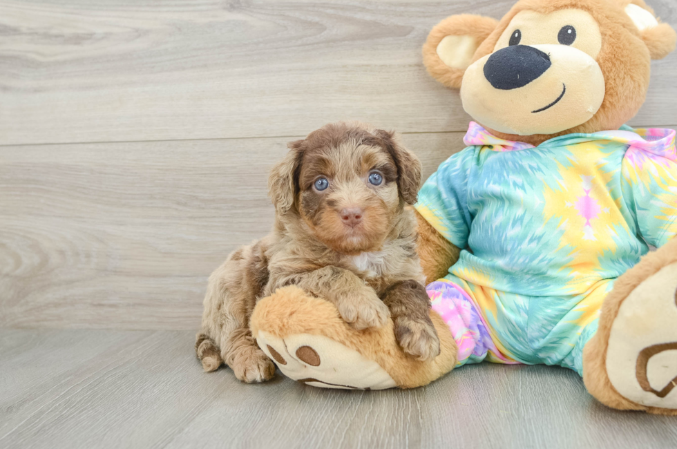 5 week old Mini Aussiedoodle Puppy For Sale - Premier Pups