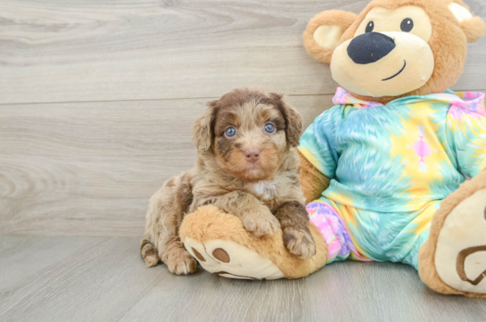 Popular Mini Aussiedoodle Poodle Mix Pup