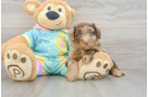 Cute Mini Aussiedoodle Baby