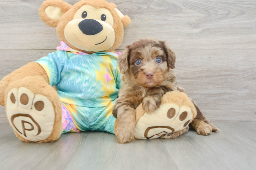 Cute Mini Aussiedoodle Baby