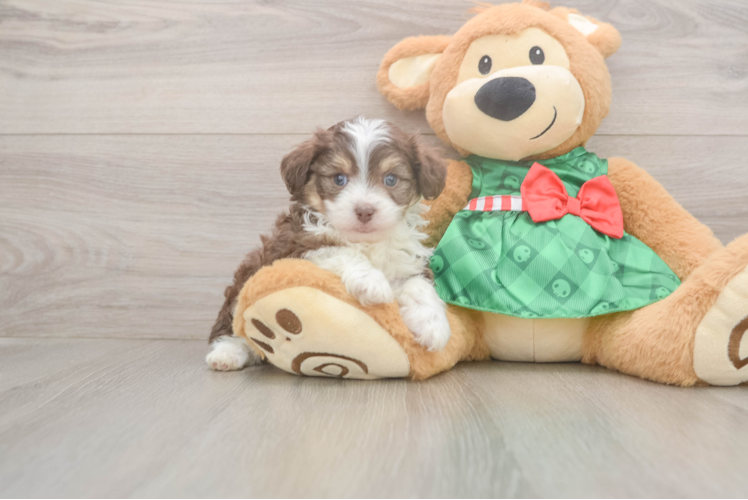Petite Mini Aussiedoodle Poodle Mix Pup