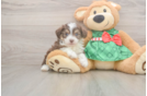 Petite Mini Aussiedoodle Poodle Mix Pup