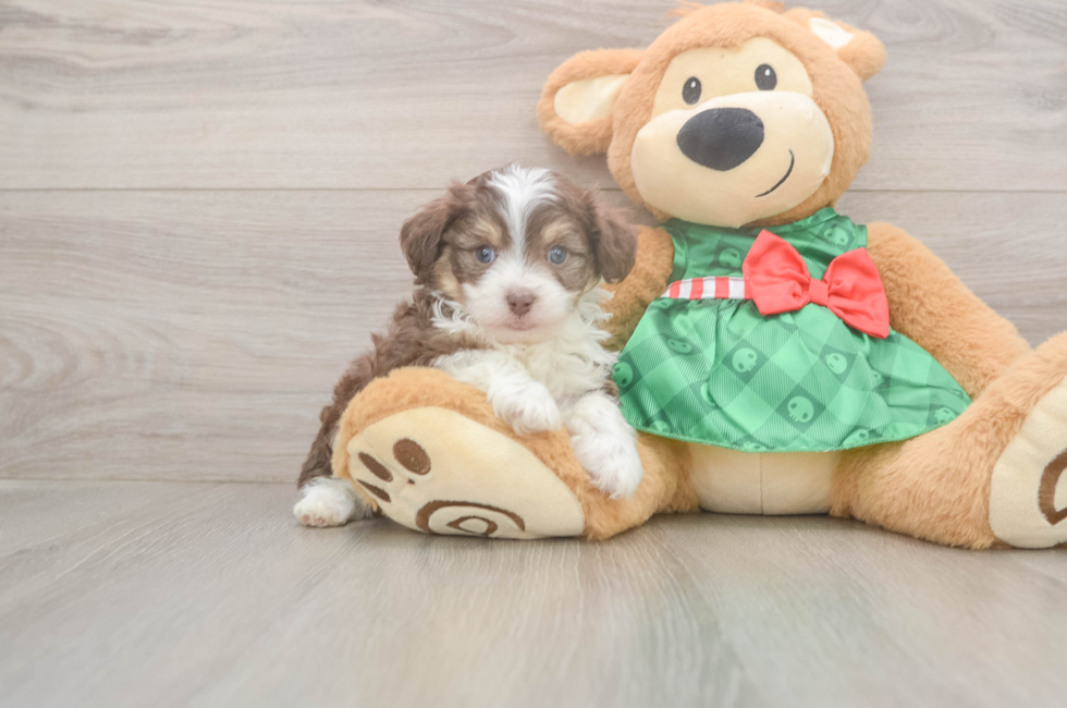 5 week old Mini Aussiedoodle Puppy For Sale - Premier Pups