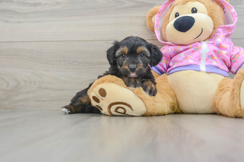 Mini Aussiedoodle Pup Being Cute