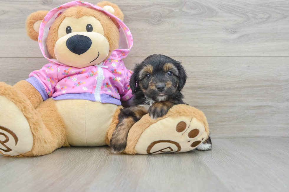 5 week old Mini Aussiedoodle Puppy For Sale - Premier Pups