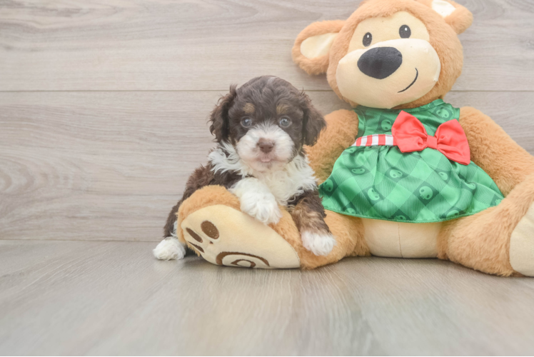 Mini Aussiedoodle Puppy for Adoption
