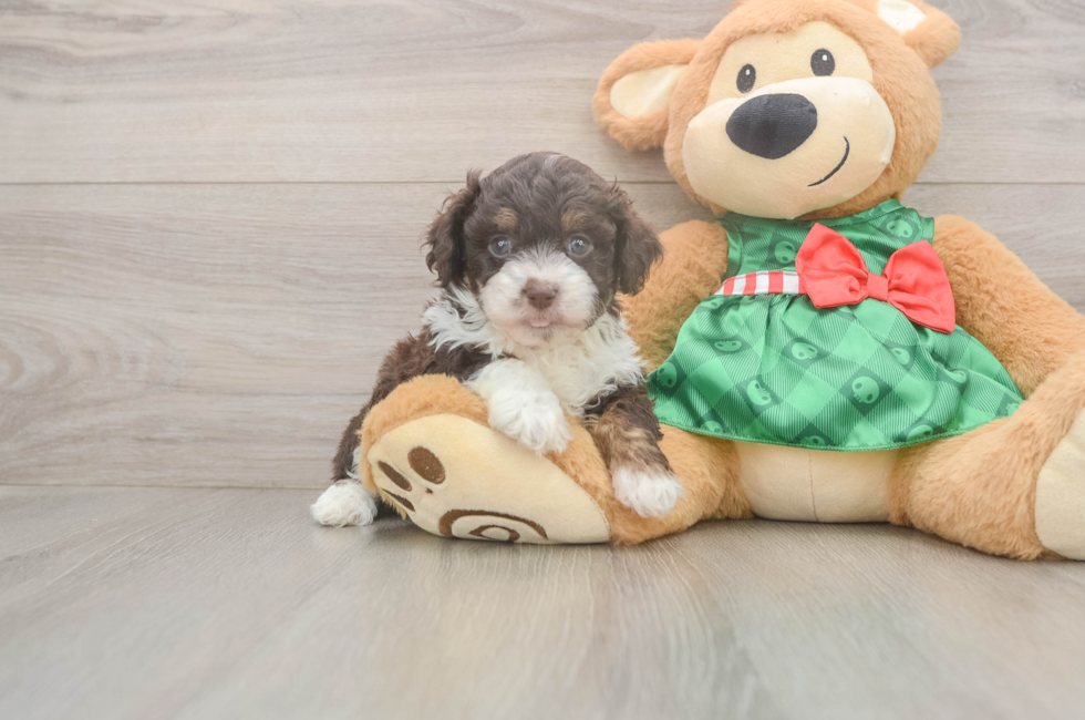5 week old Mini Aussiedoodle Puppy For Sale - Premier Pups