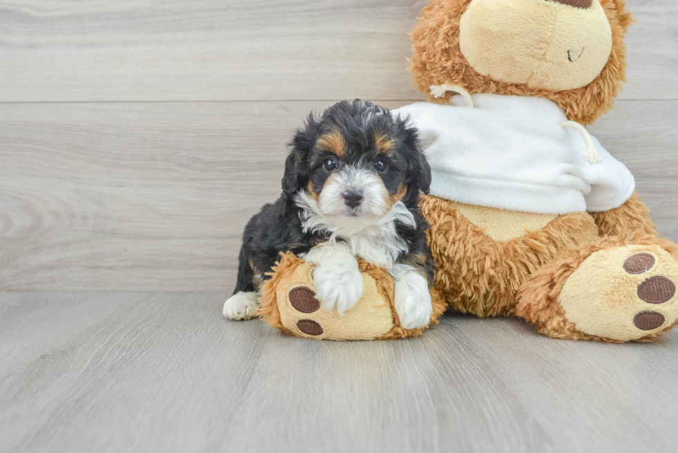 Small Mini Aussiedoodle Baby