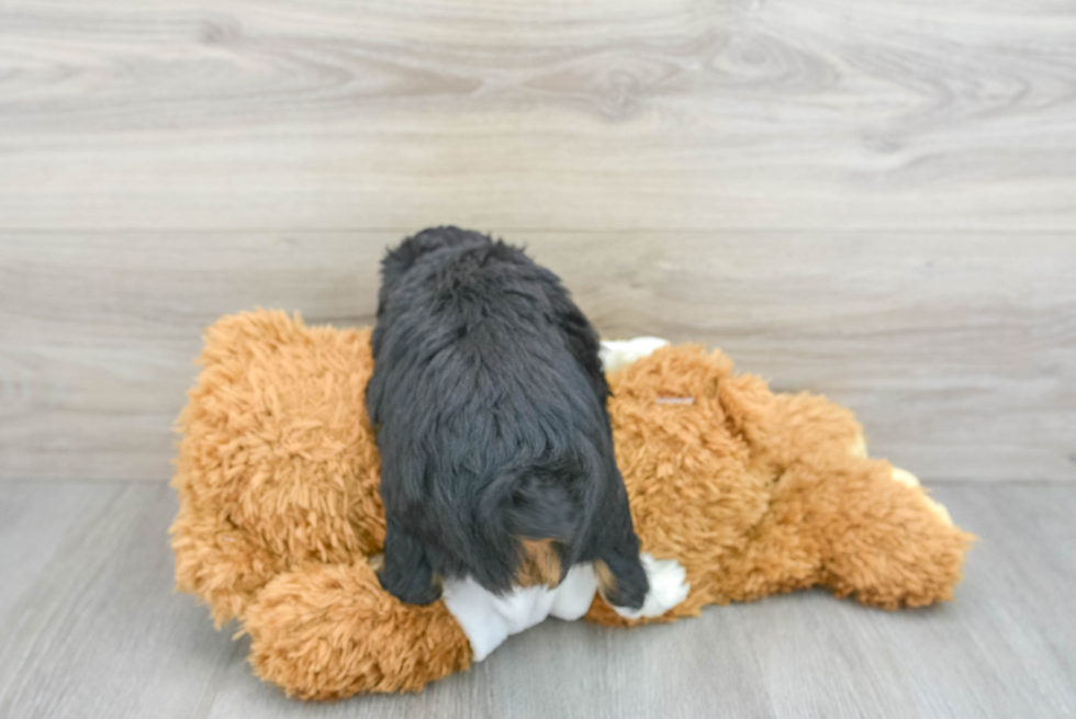 Little Aussiepoo Poodle Mix Puppy