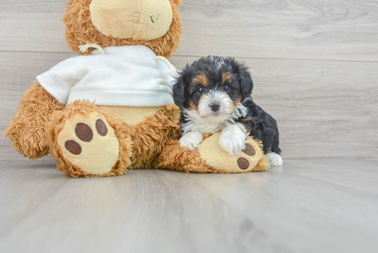 Mini Aussiedoodle Pup Being Cute