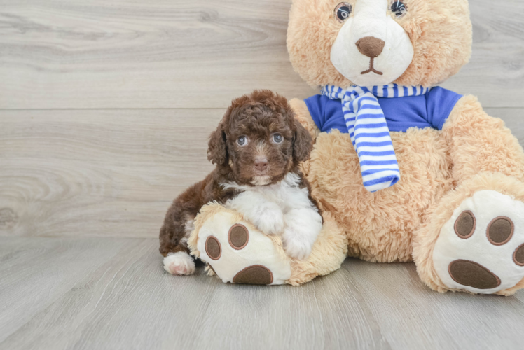 Mini Aussiedoodle Puppy for Adoption