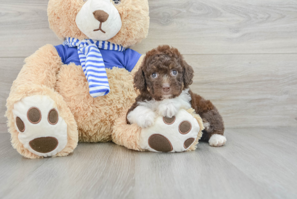 Best Mini Aussiedoodle Baby