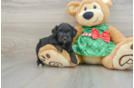 Mini Aussiedoodle Puppy for Adoption