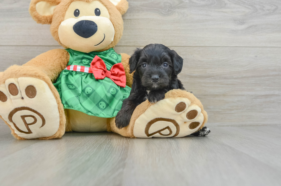 5 week old Mini Aussiedoodle Puppy For Sale - Premier Pups