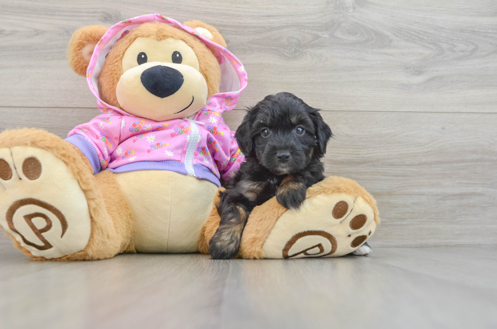 5 week old Mini Aussiedoodle Puppy For Sale - Premier Pups