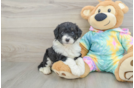 Best Mini Aussiedoodle Baby