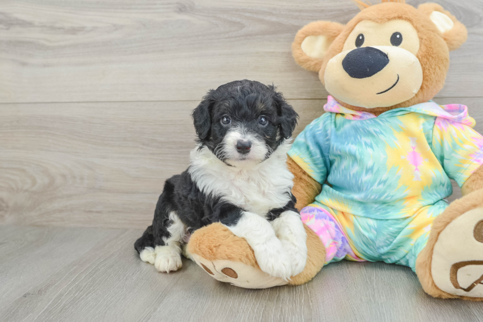 Best Mini Aussiedoodle Baby