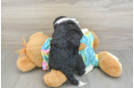 Fluffy Mini Aussiedoodle Poodle Mix Pup