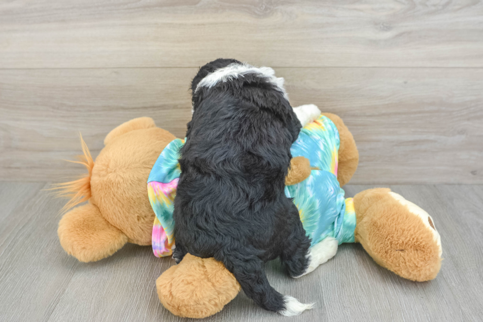 Fluffy Mini Aussiedoodle Poodle Mix Pup