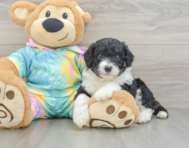 7 week old Mini Aussiedoodle Puppy For Sale - Premier Pups