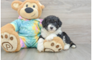 Playful Mini Aussiepoodle Poodle Mix Puppy