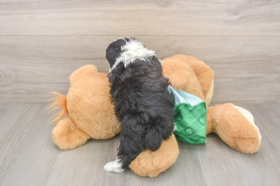 Friendly Mini Aussiedoodle Baby