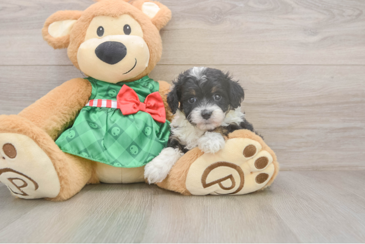 Friendly Mini Aussiedoodle Baby