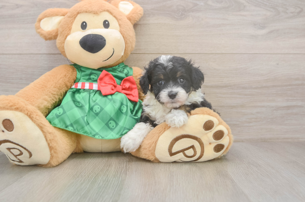 5 week old Mini Aussiedoodle Puppy For Sale - Premier Pups