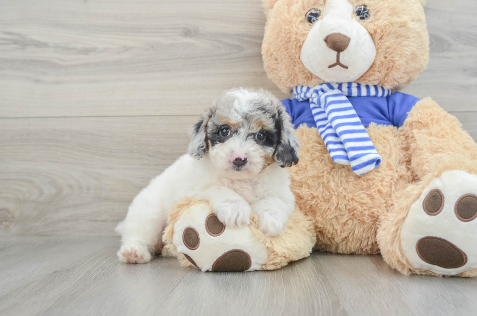 8 week old Mini Aussiedoodle Puppy For Sale - Premier Pups